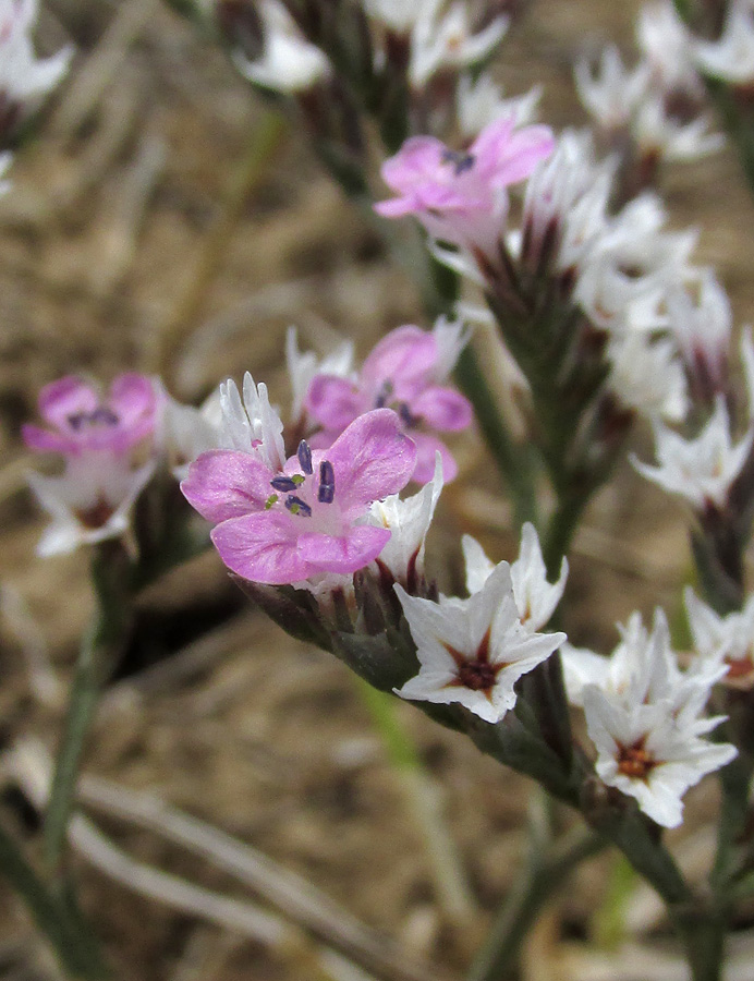 Image of Goniolimon orae-syvashicae specimen.