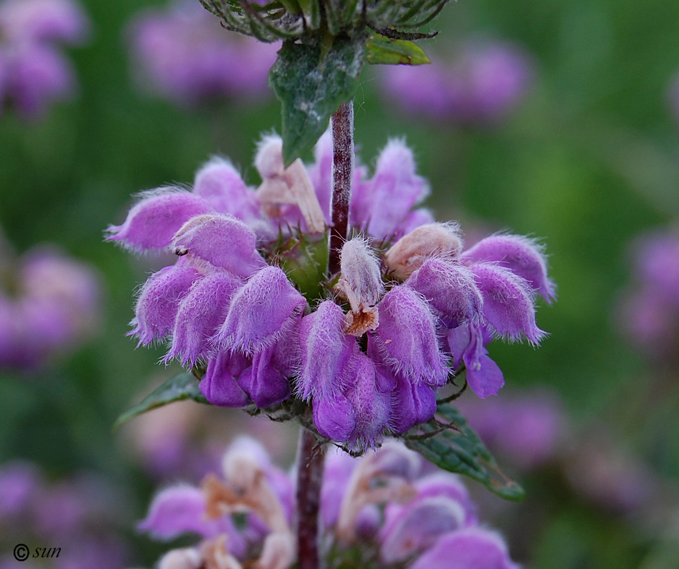 Image of Phlomoides tuberosa specimen.