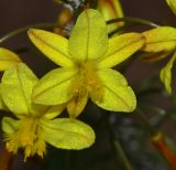 Bulbine frutescens