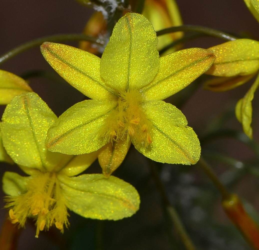 Image of Bulbine frutescens specimen.