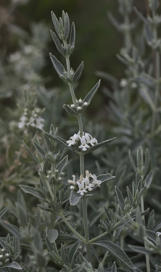 Image of Marrubium peregrinum specimen.