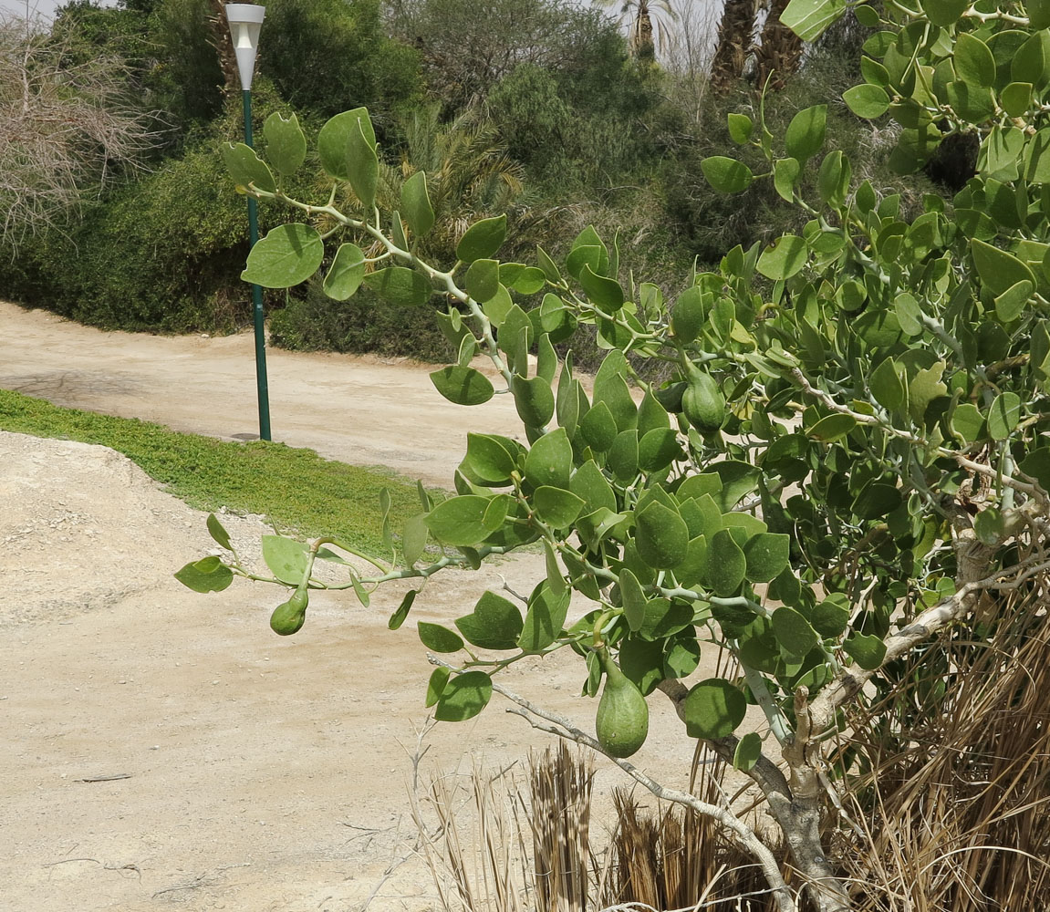 Изображение особи Capparis cartilaginea.