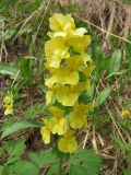 Corydalis bracteata