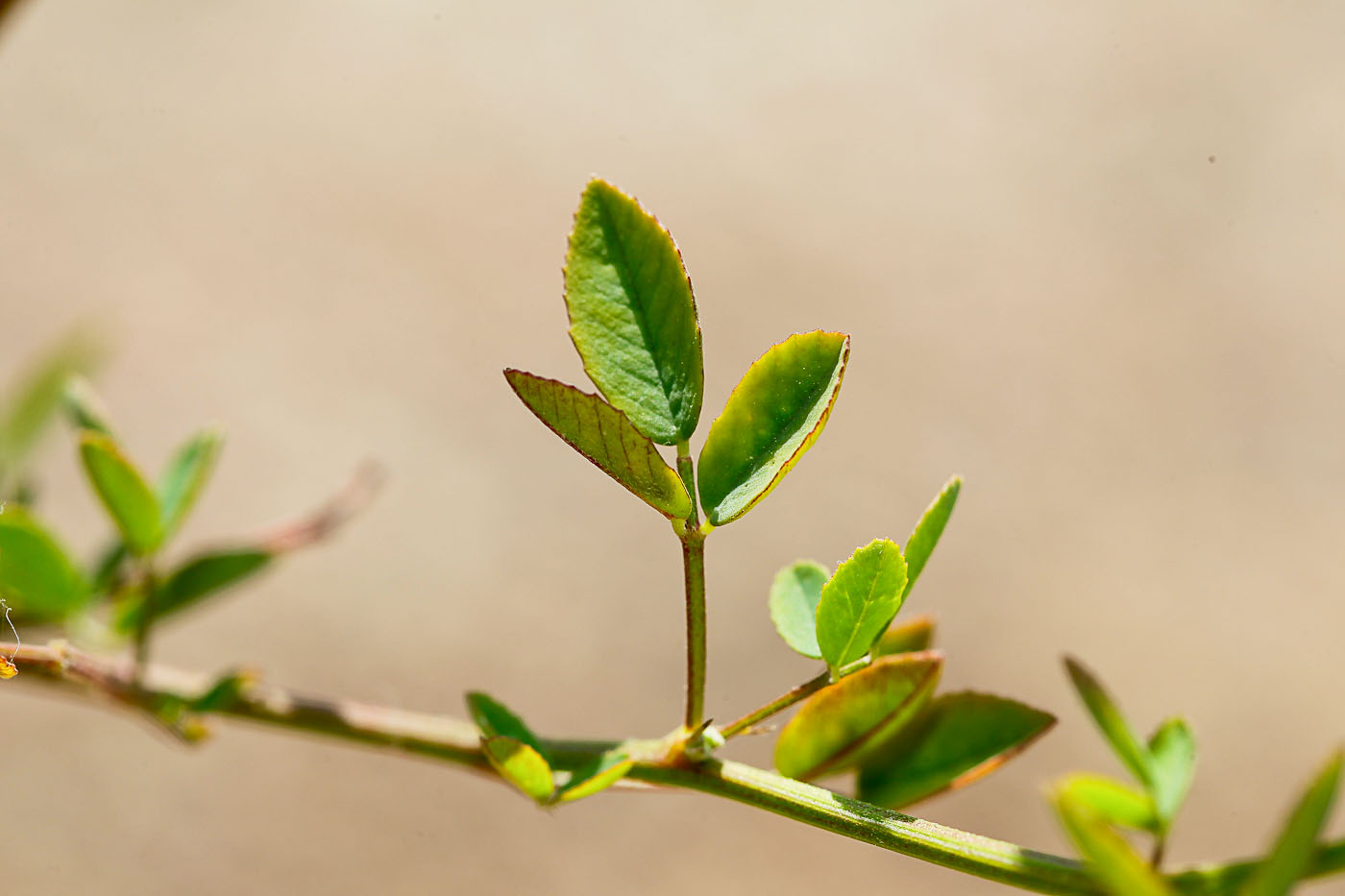 Изображение особи Melilotus officinalis.