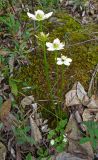 Parnassia palustris