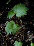 Primula jesoana