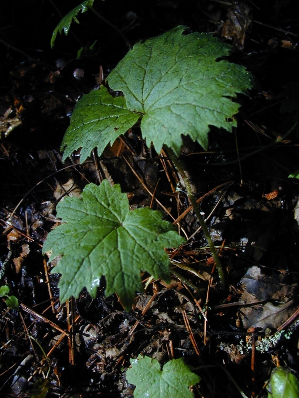 Изображение особи Primula jesoana.