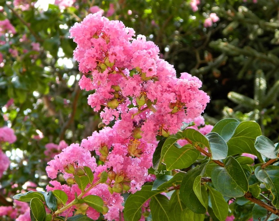 Изображение особи Lagerstroemia indica.