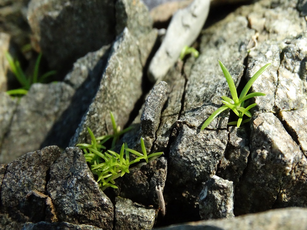 Image of Sagina japonica specimen.