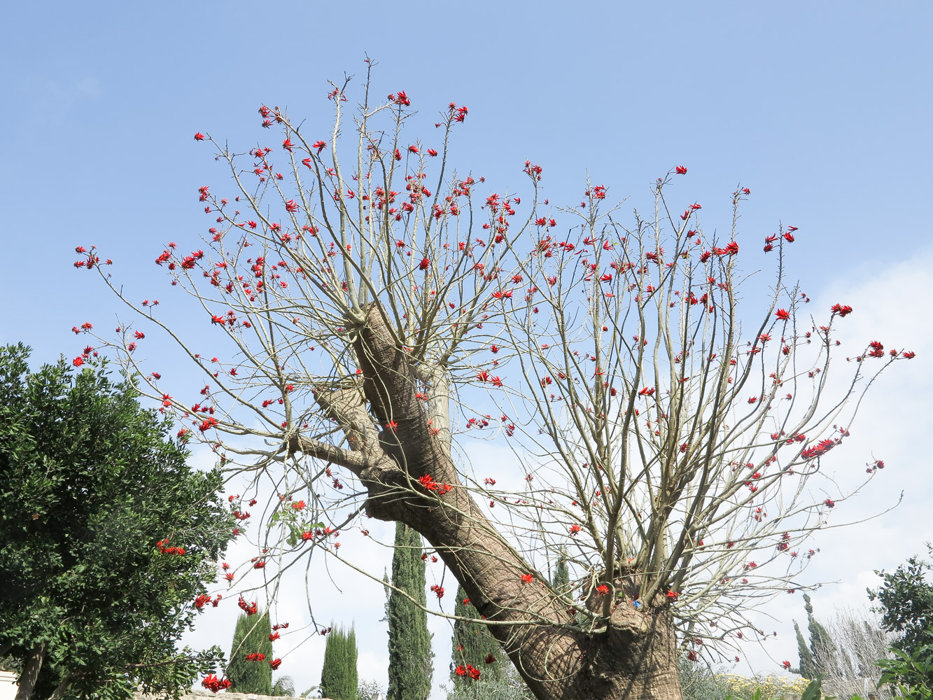 Изображение особи Erythrina corallodendron.