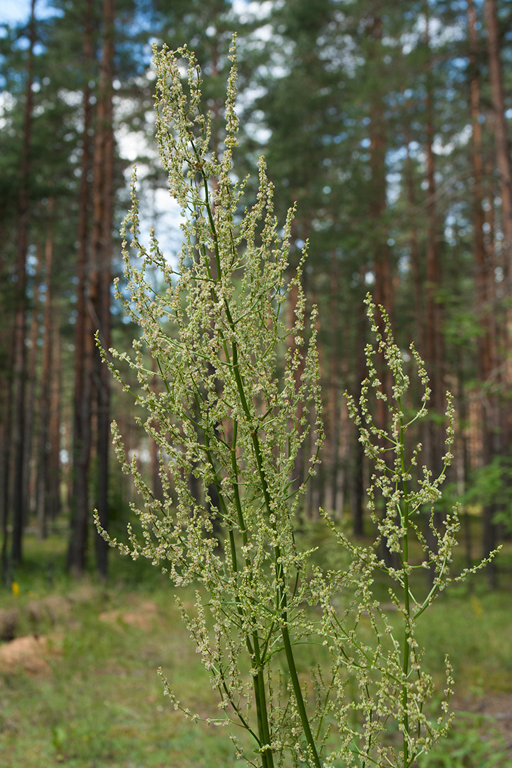 Изображение особи Rumex thyrsiflorus.