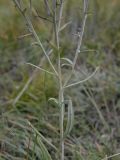 Saussurea salicifolia