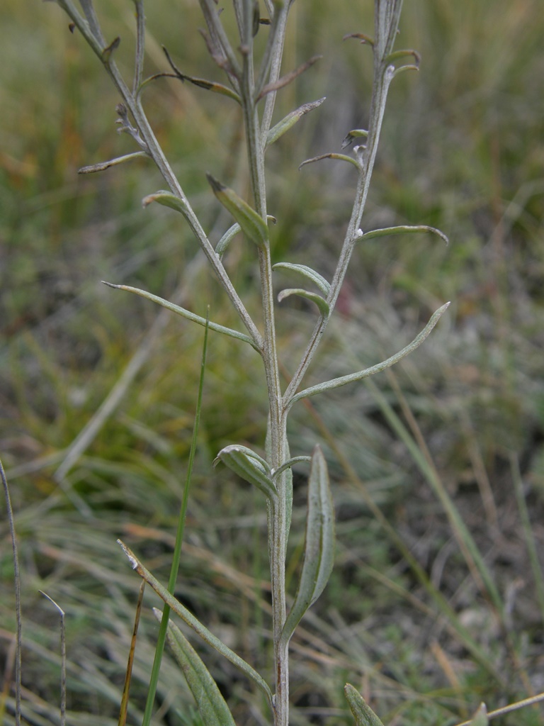 Изображение особи Saussurea salicifolia.