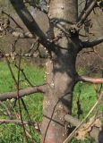 род Malus