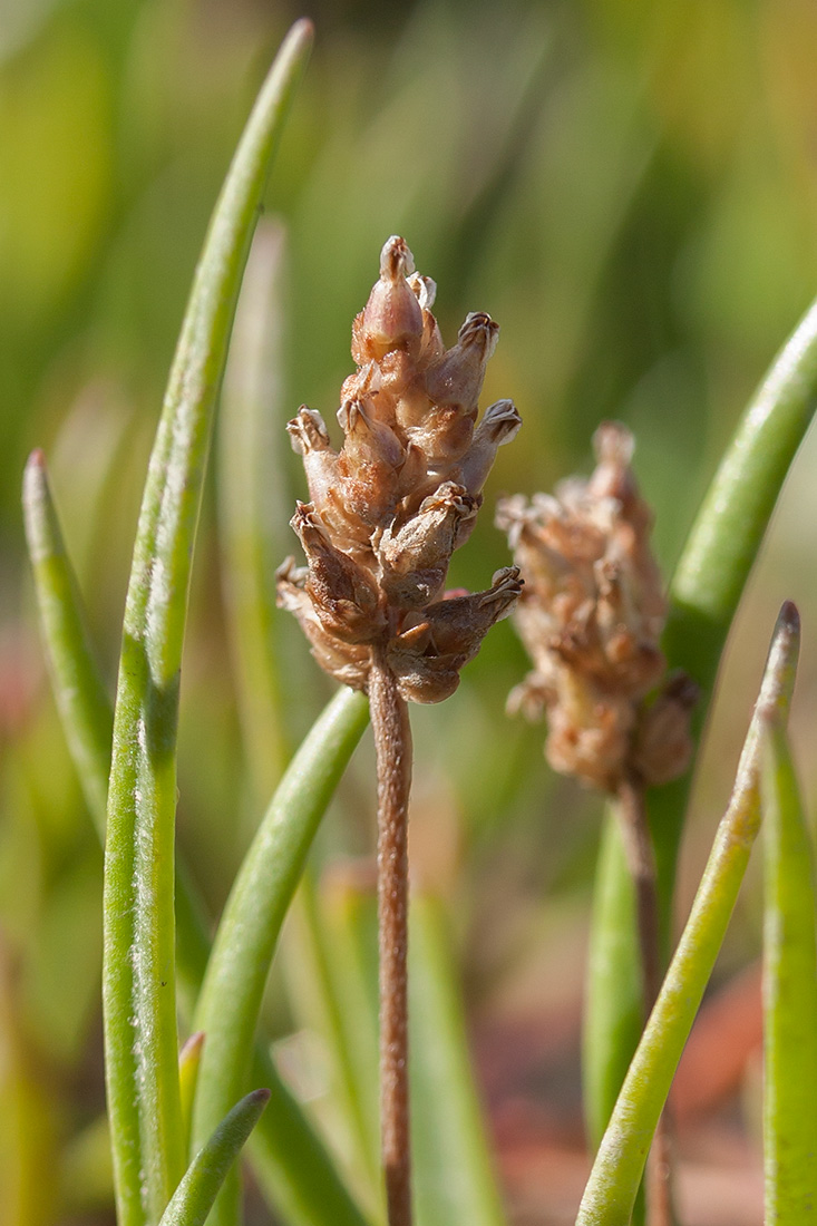 Image of Plantago schrenkii specimen.