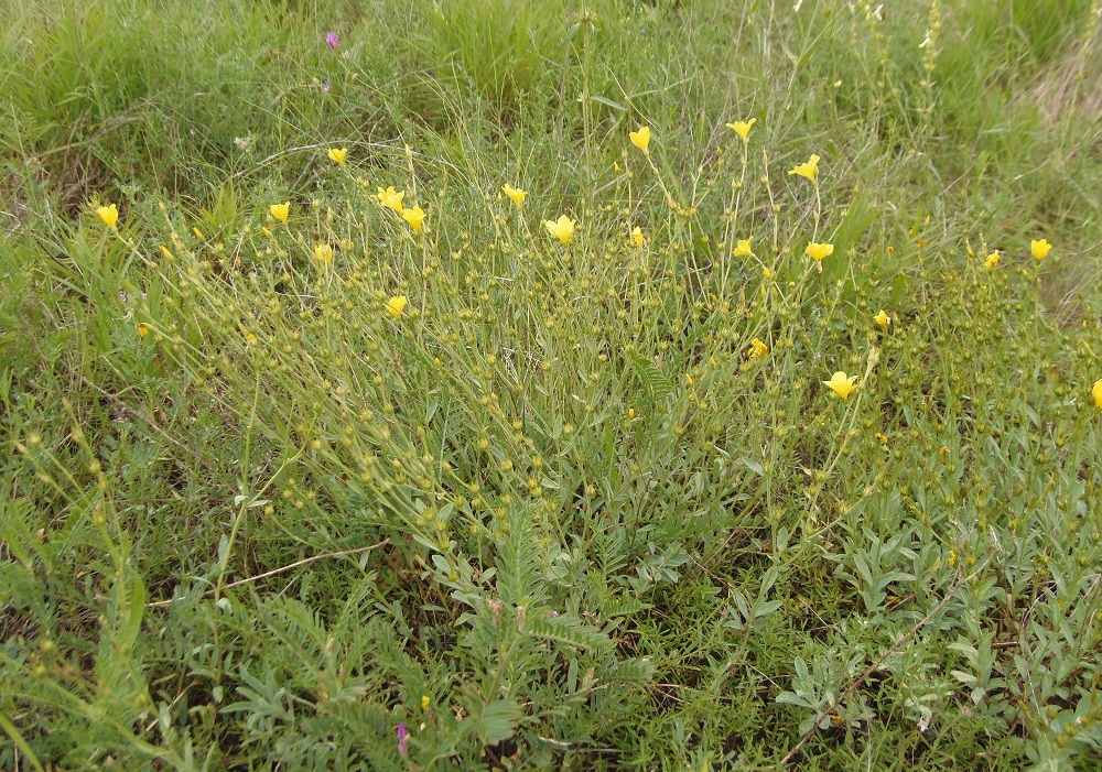 Image of Linum czernjajevii specimen.