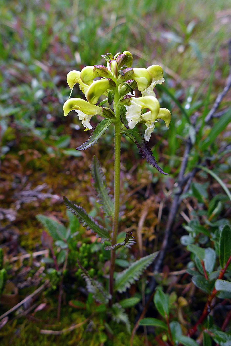 Изображение особи Pedicularis lapponica.