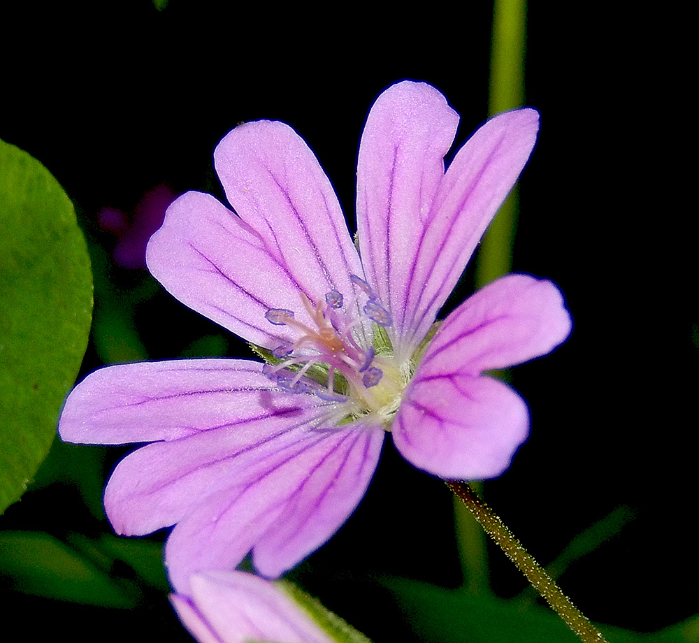 Изображение особи Geranium depilatum.