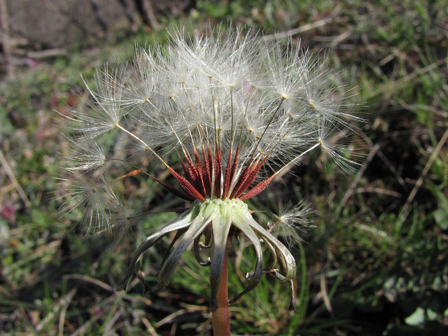 Изображение особи Taraxacum erythrospermum.