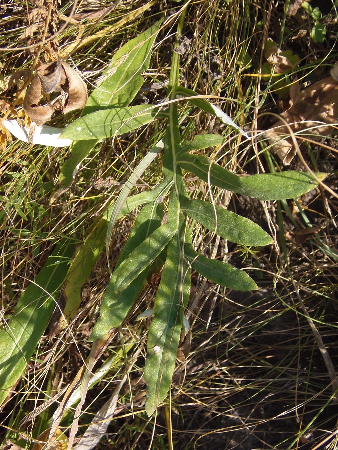 Image of genus Jurinea specimen.