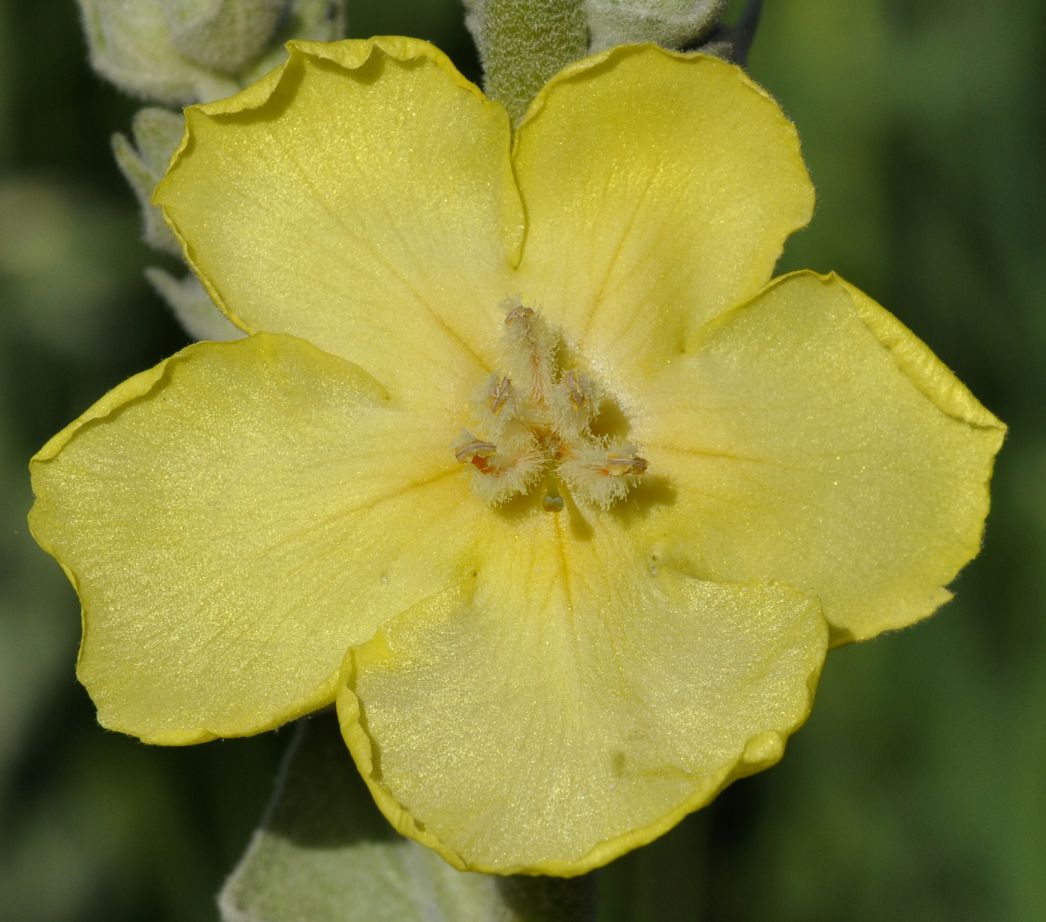 Изображение особи Verbascum undulatum.