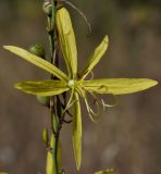 Asphodeline liburnica