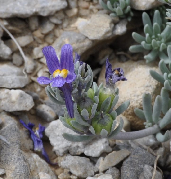 Изображение особи Linaria alpina.