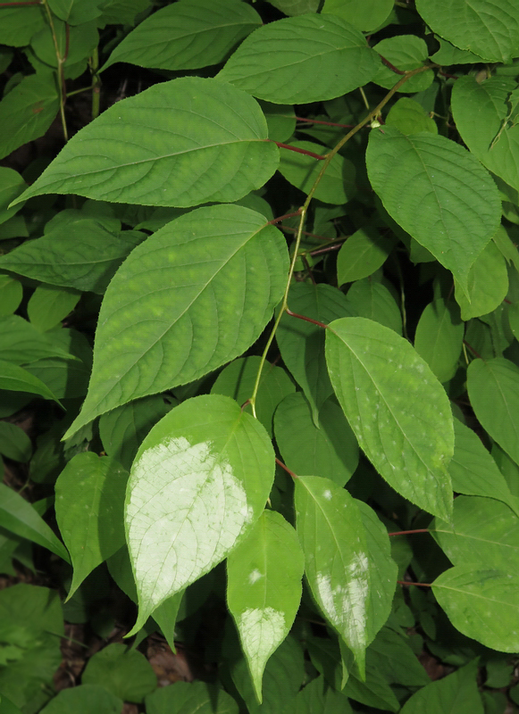 Image of Actinidia polygama specimen.