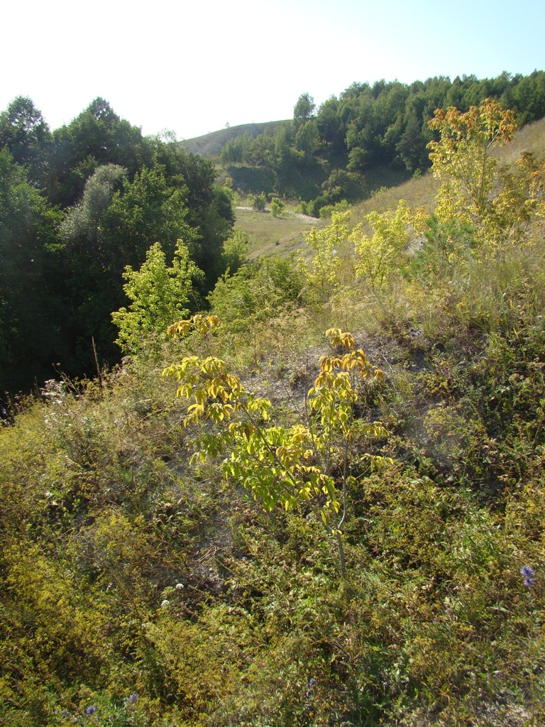 Image of Acer negundo specimen.