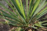 Yucca filamentosa. Части листьев. Украина, г. Киев, дендропарк, в культуре. 15.03.2017.