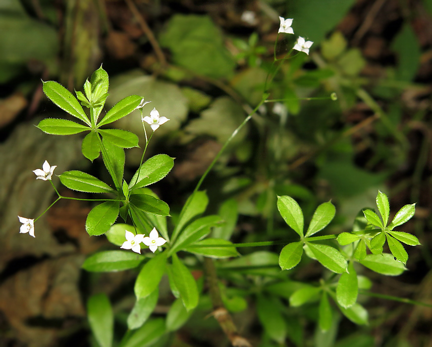 Изображение особи Galium davuricum.