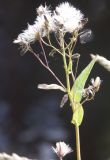 Lactuca sibirica. Верхушка плодоносящего растения. Ленинградская обл., Лодейнопольский р-н, окр. д. Ратигора, берег р. Шапша. 29.08.2009.