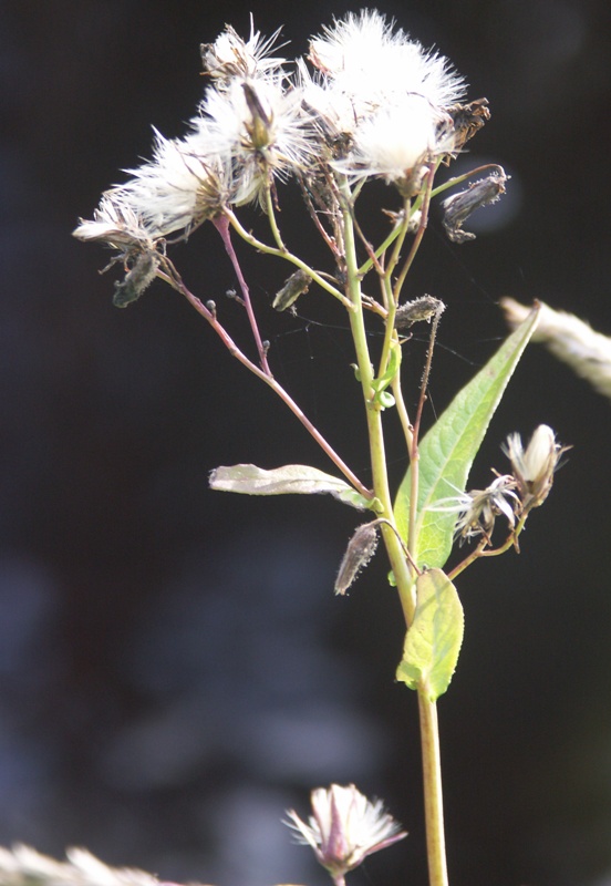 Image of Lactuca sibirica specimen.