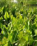 Alisma orientale