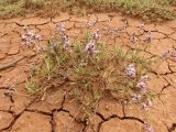 Limonium suffruticosum