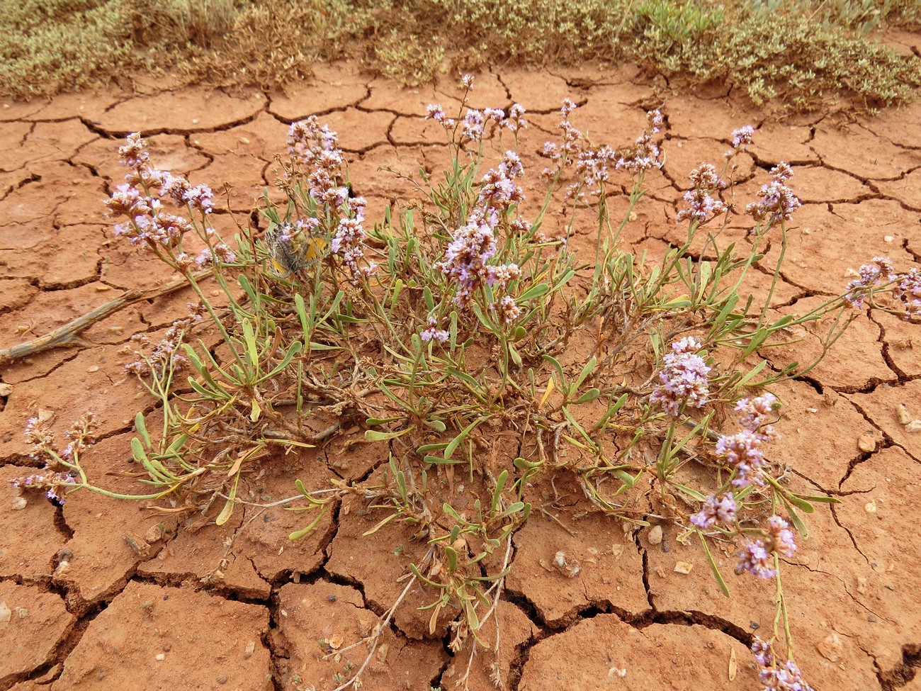 Image of Limonium suffruticosum specimen.