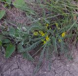 Astragalus henningii