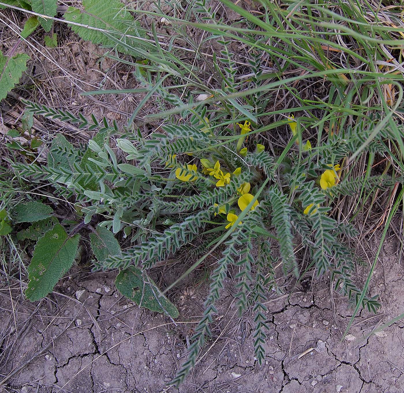 Изображение особи Astragalus henningii.