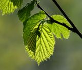Corylus avellana. Молодые листья. Московская обл., Раменский р-н, окр. ж.-д. платформы Хрипань, смешанный лес у ЛЭП. 12.05.2017.