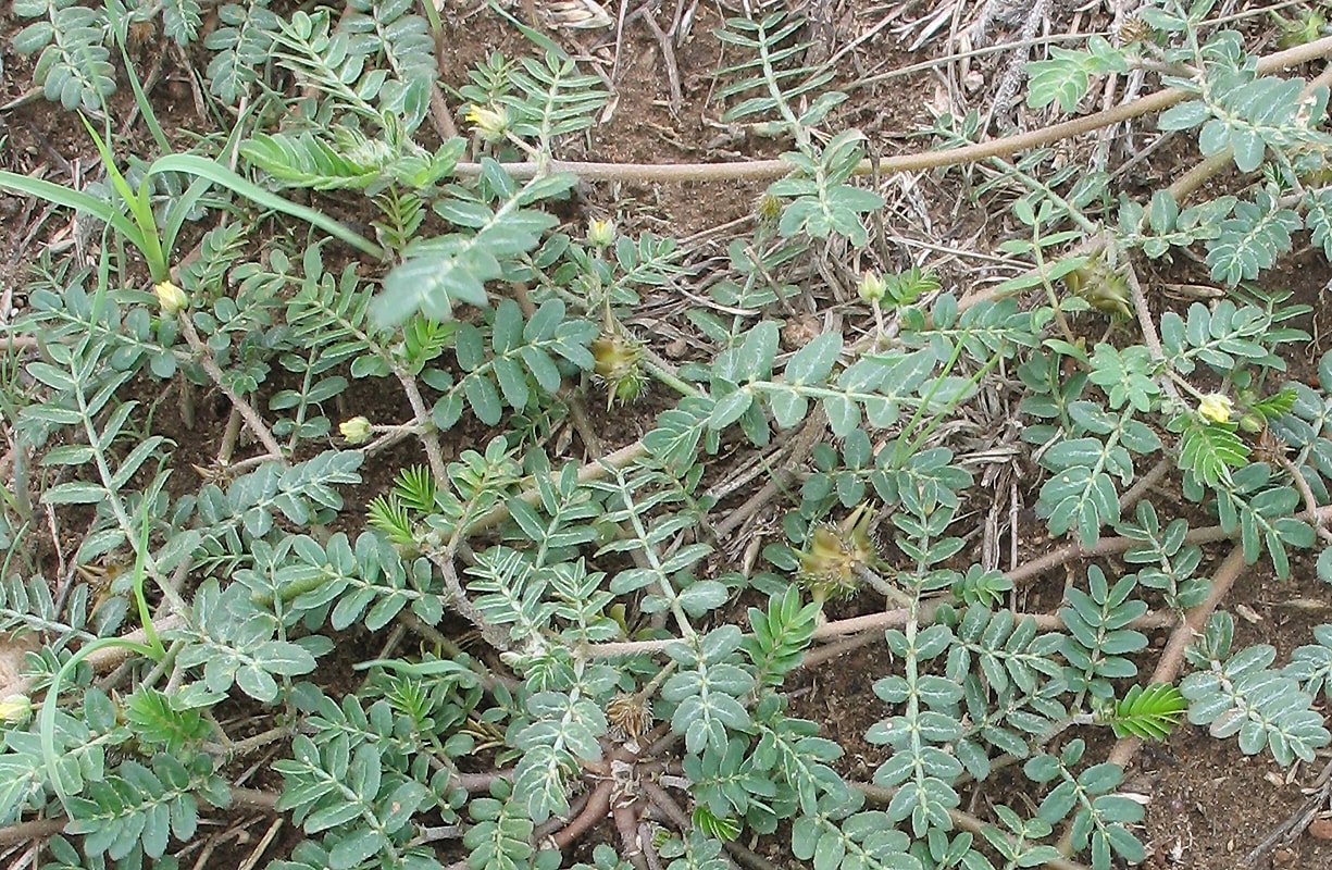 Image of Tribulus terrestris specimen.