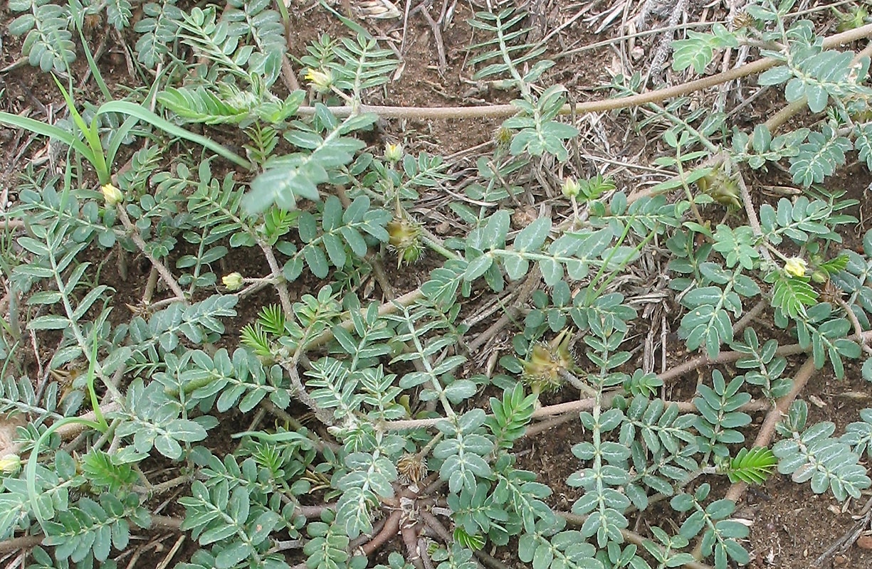 Изображение особи Tribulus terrestris.