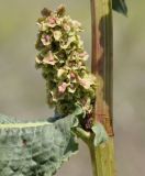 Rumex cristatus