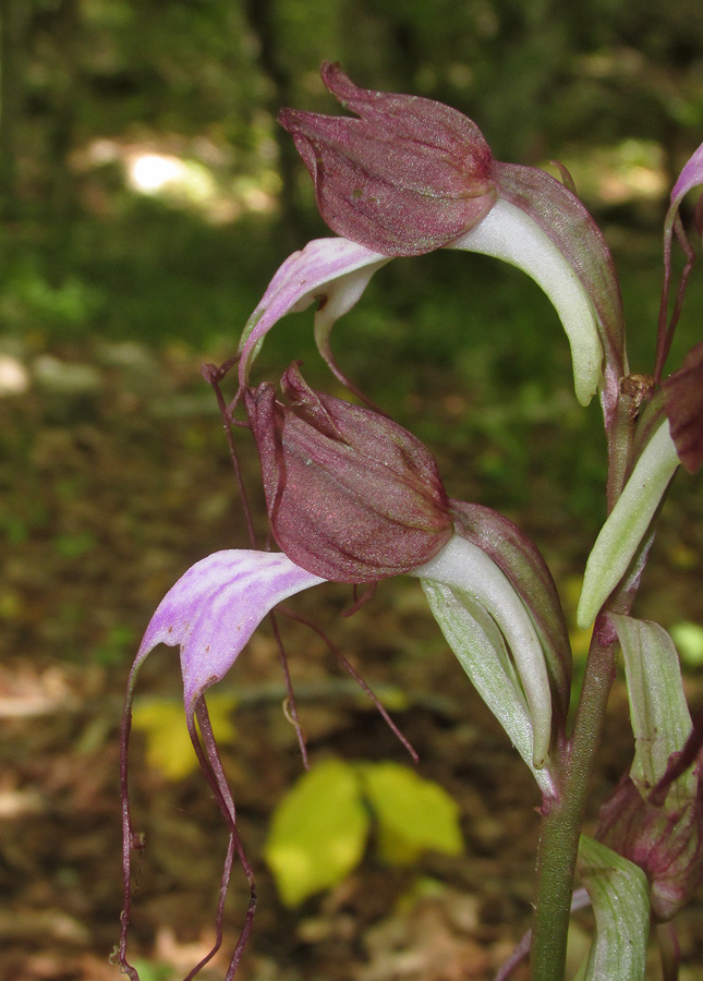 Image of Himantoglossum comperianum specimen.