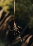 Conyza canadensis. Нижняя часть побега и корневая система. Ленинградская область, Всеволожский район, окрестности посёлка Мурино, железнодорожная станция Девяткино. 10.10.2009.