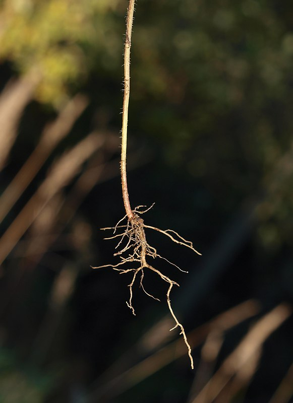 Image of Conyza canadensis specimen.