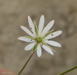 Stellaria graminea. Цветок. Ярославская обл., Переславский р-н, с. Большая Брембола, обочина просёлочной дороги. 10.06.2017.