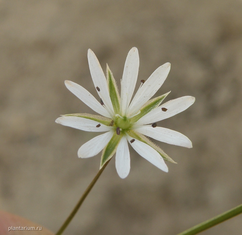 Изображение особи Stellaria graminea.