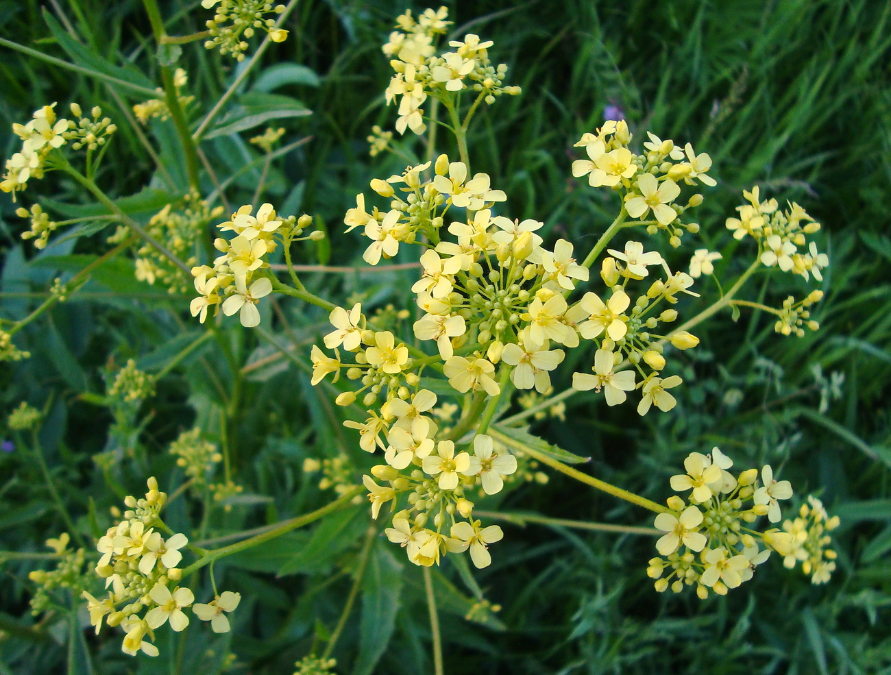 Image of Bunias orientalis specimen.