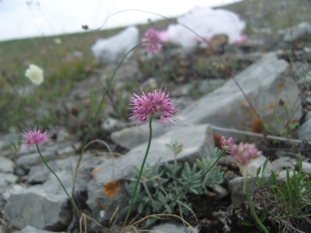 Image of Allium globosum specimen.