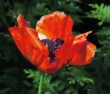 Papaver setiferum. Цветок. Московская обл., Раменский р-н, окр. дер. Хрипань, садовый участок. 27.06.2017.